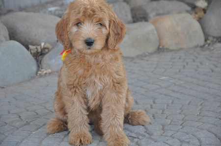 Mid store size goldendoodle